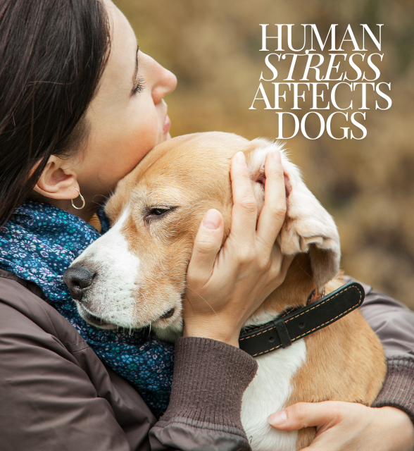 Can Your Stress Affect Your Dog's Mood and Behavior?