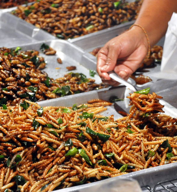 edible insects