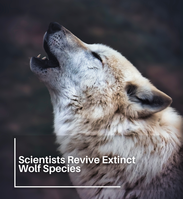 Scientists Revive Extinct Wolf Species